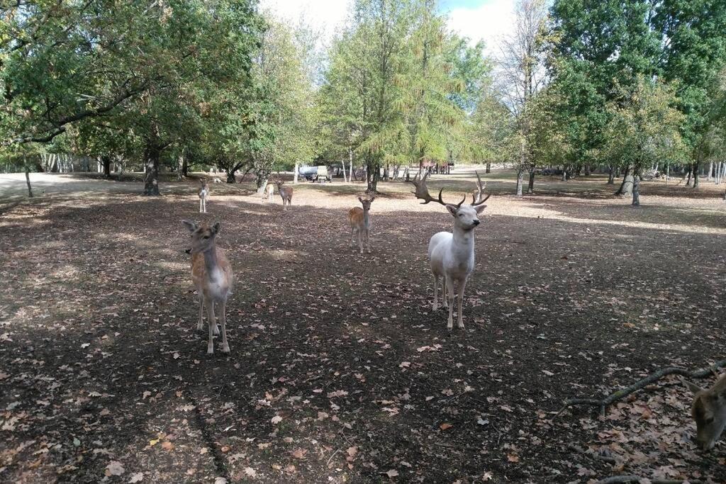 Rietschen, Natur Erleben Zewnętrze zdjęcie